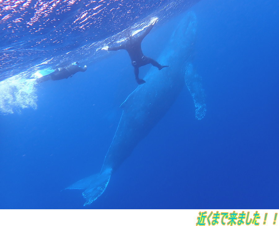 ホエールツアー