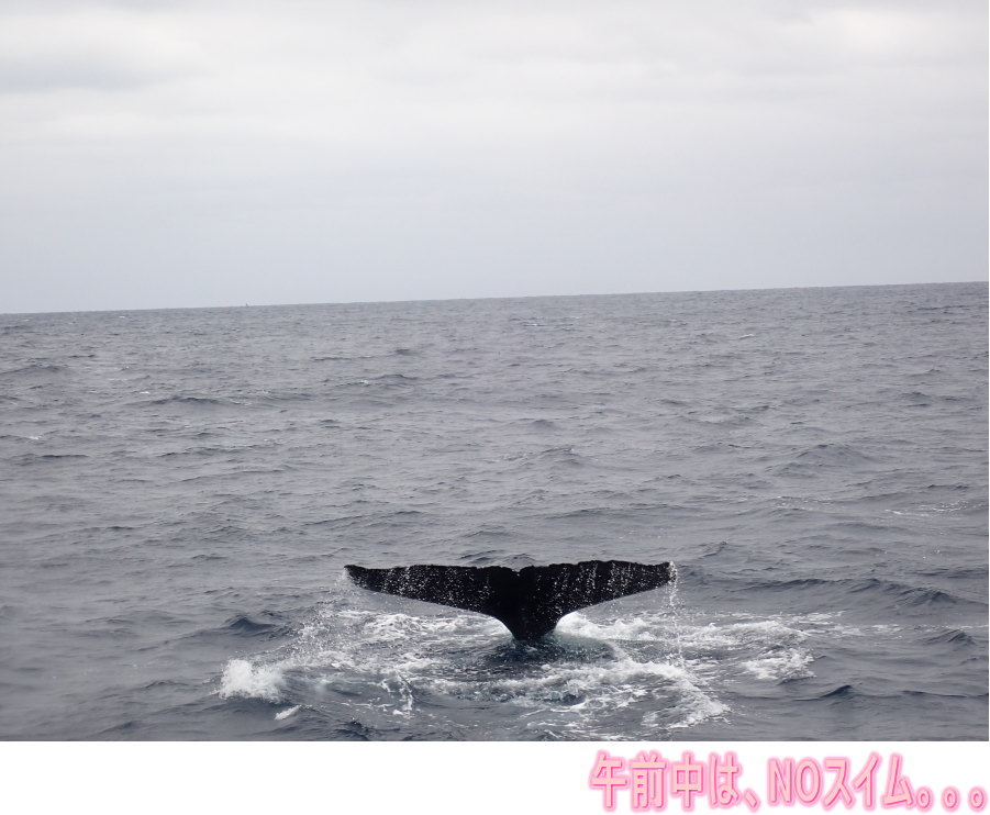 ホエールツアー