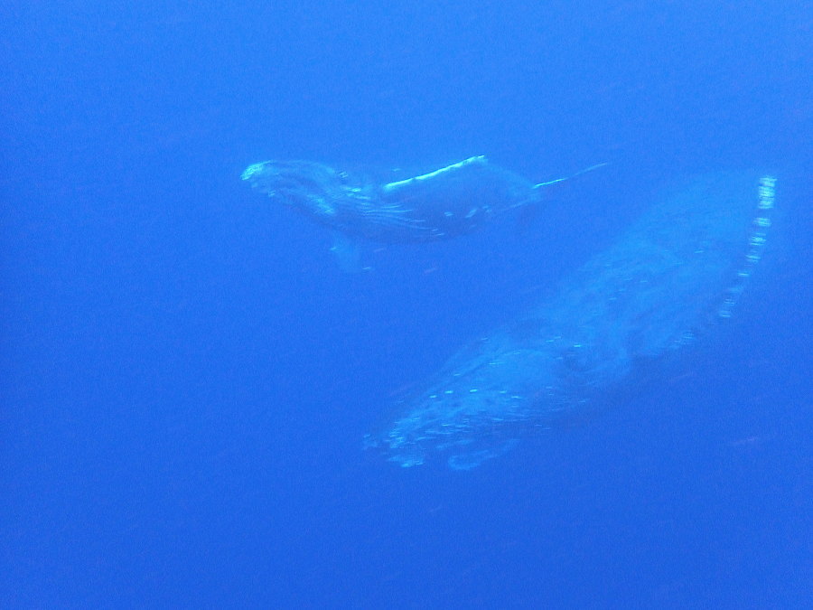 ホエールツアー