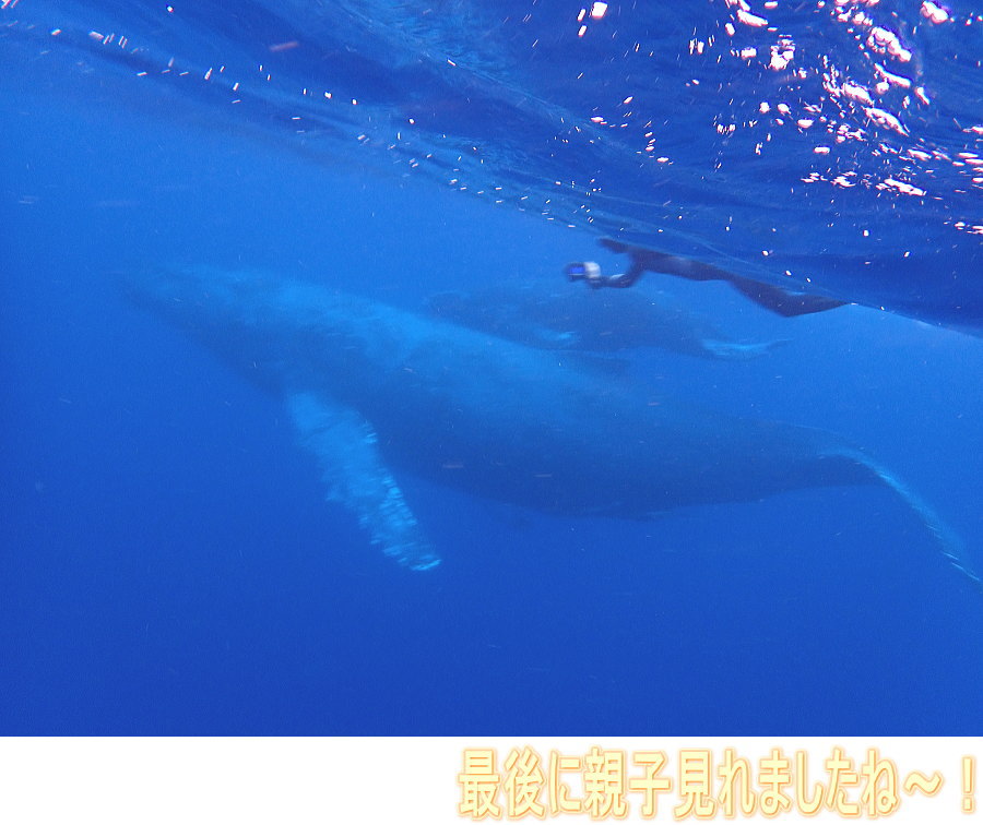 ホエールツアー