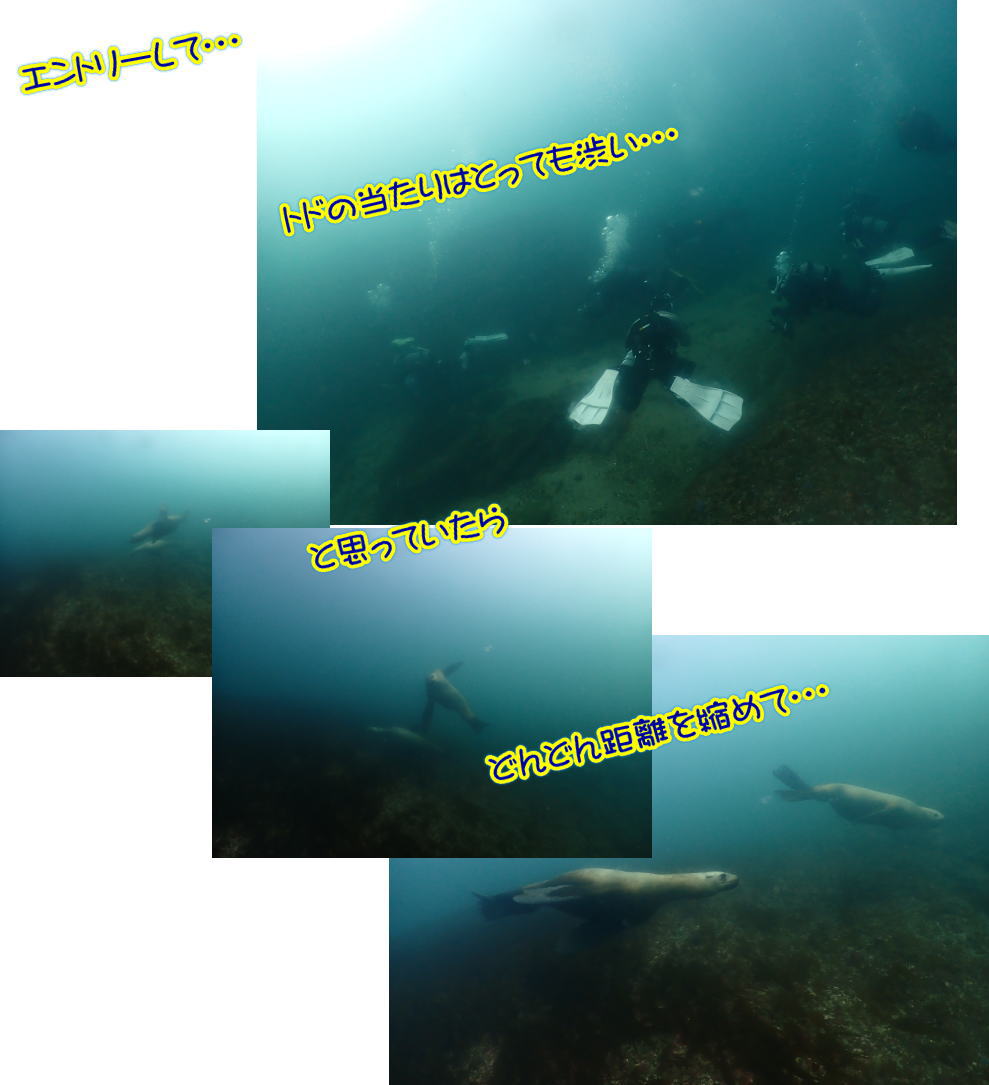 稚内ダイビング