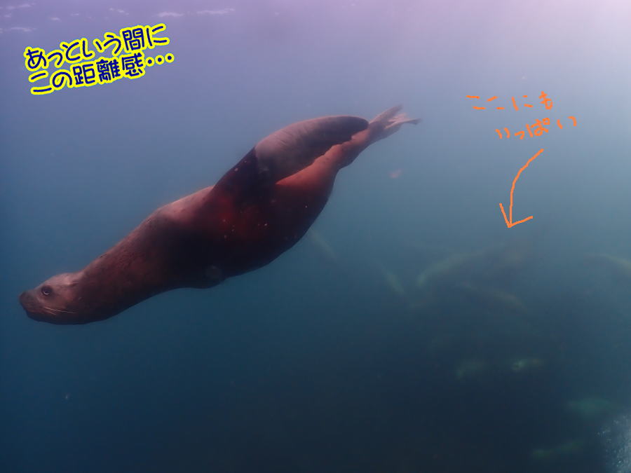 稚内ダイビング