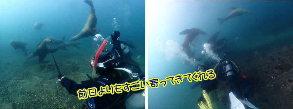 稚内ダイビング