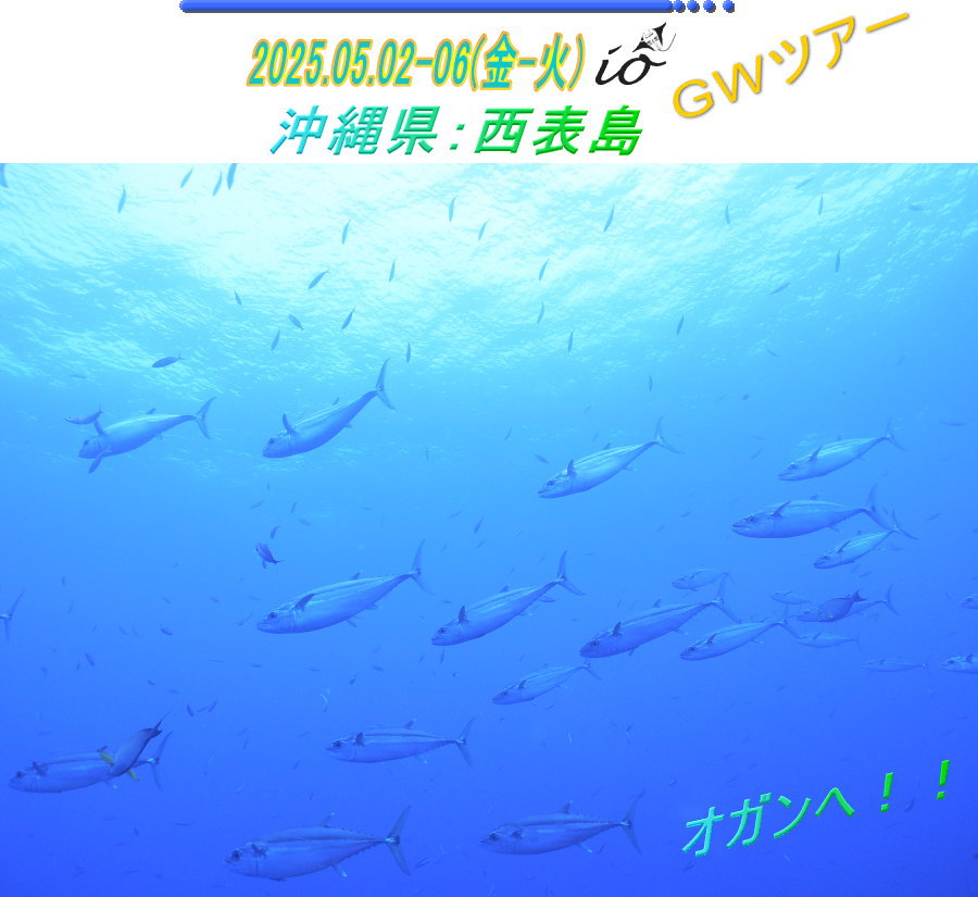 西表島ダイビング