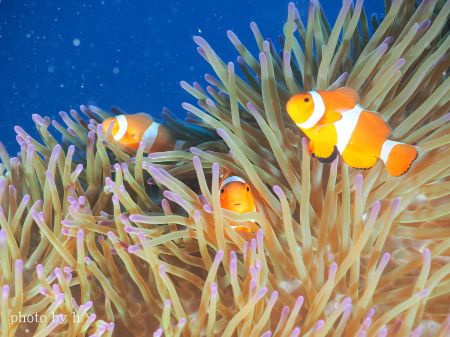 西表島ダイビング