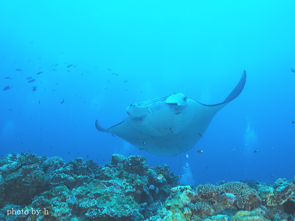 西表島ダイビング