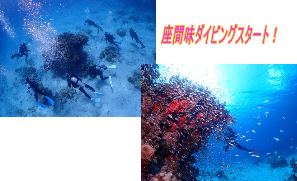 座間味ダイビング