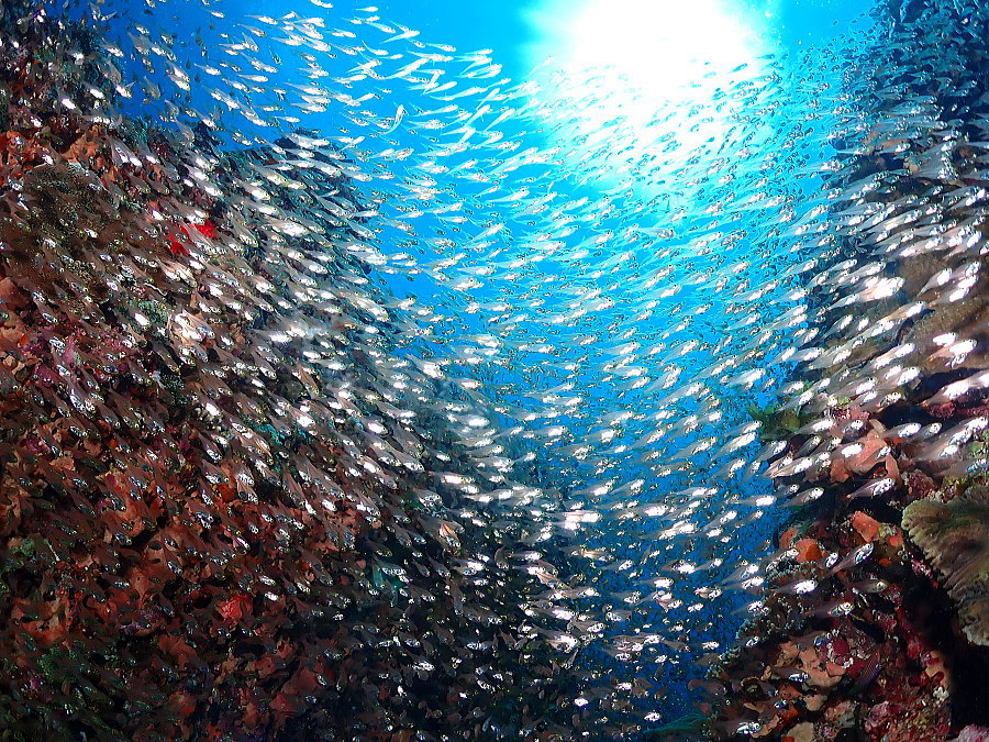 座間味ダイビング