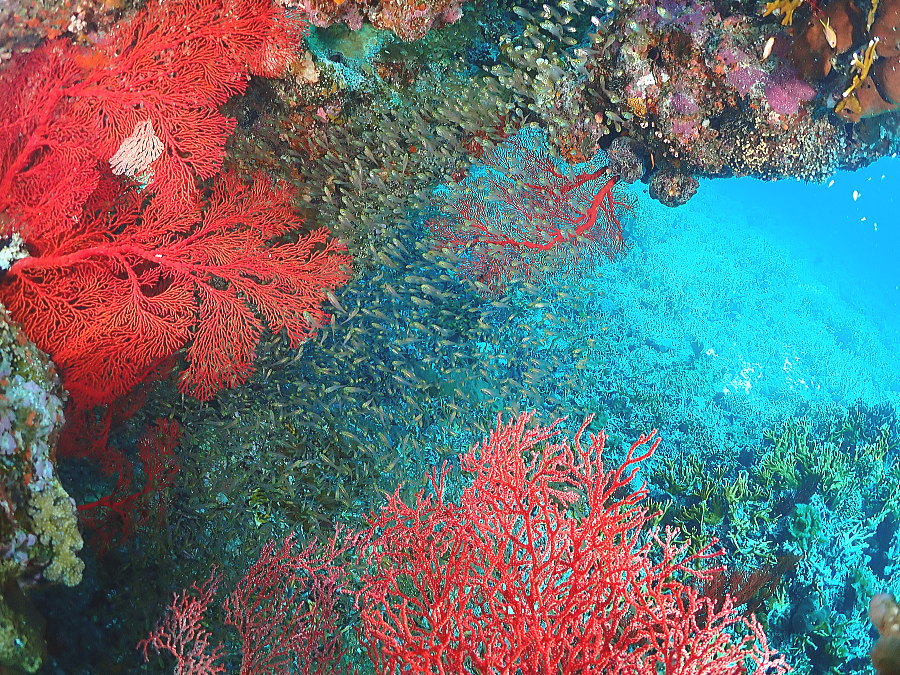 座間味ダイビング