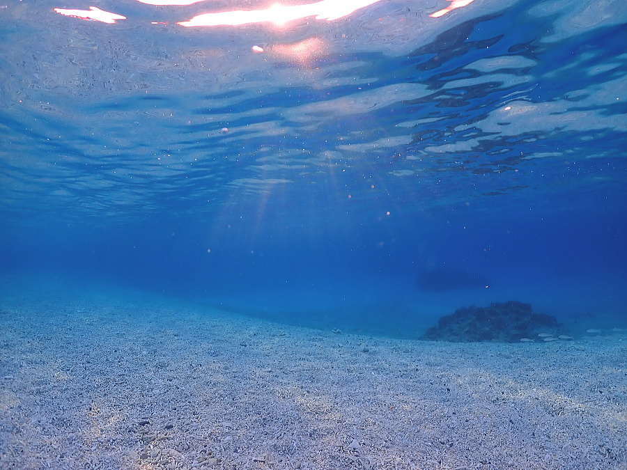 座間味ダイビング