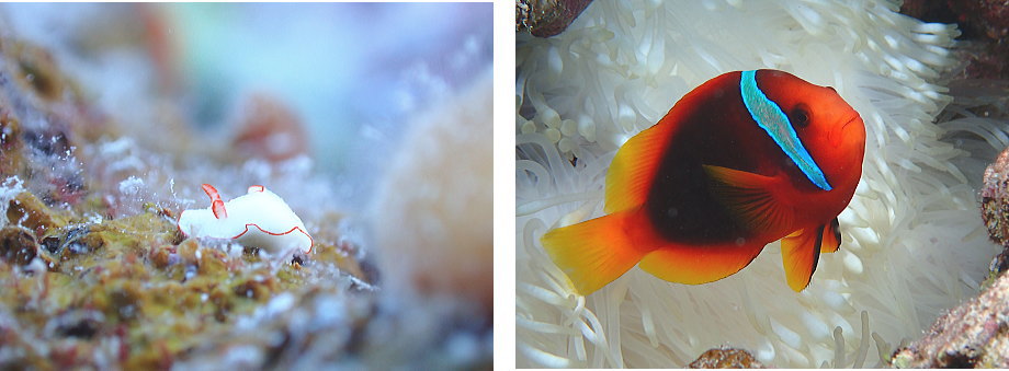 座間味ダイビング