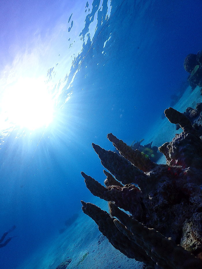 座間味ダイビング