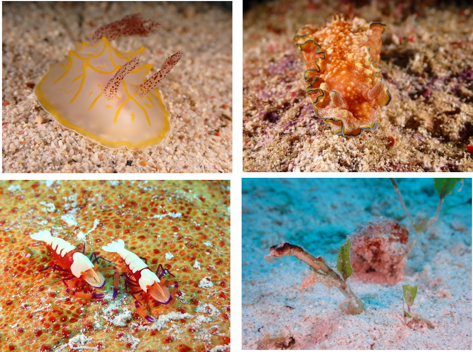 座間味ダイビング