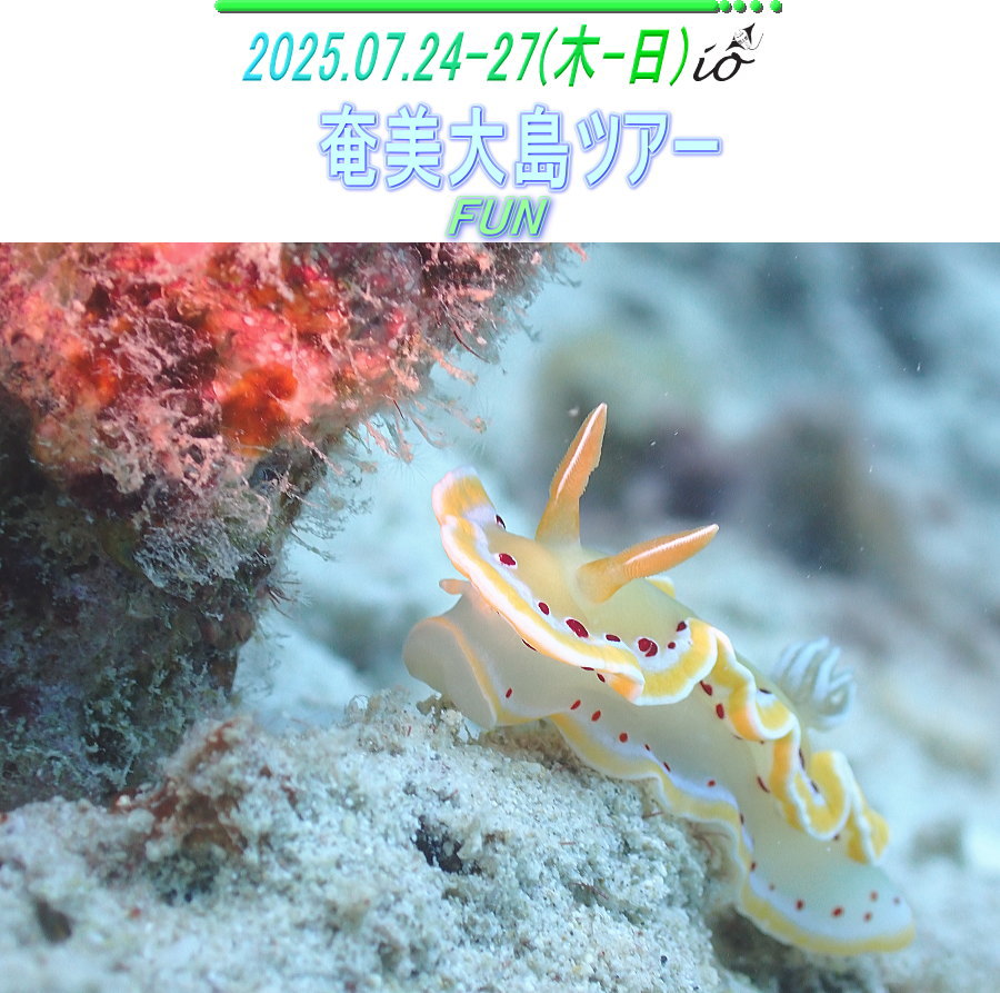 奄美ダイビング