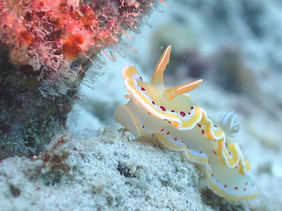 奄美ダイビング