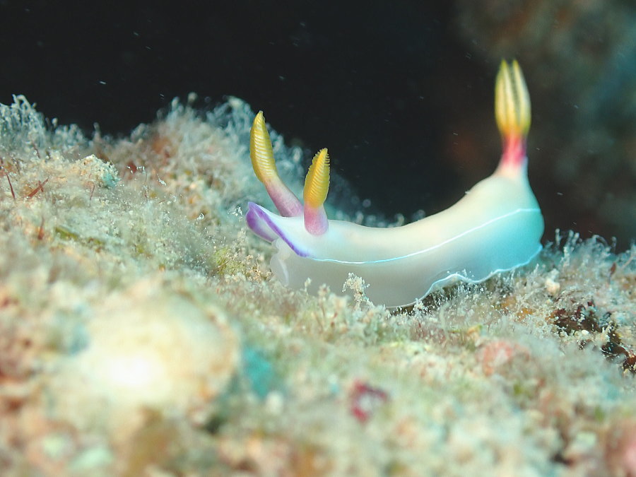 奄美ダイビング