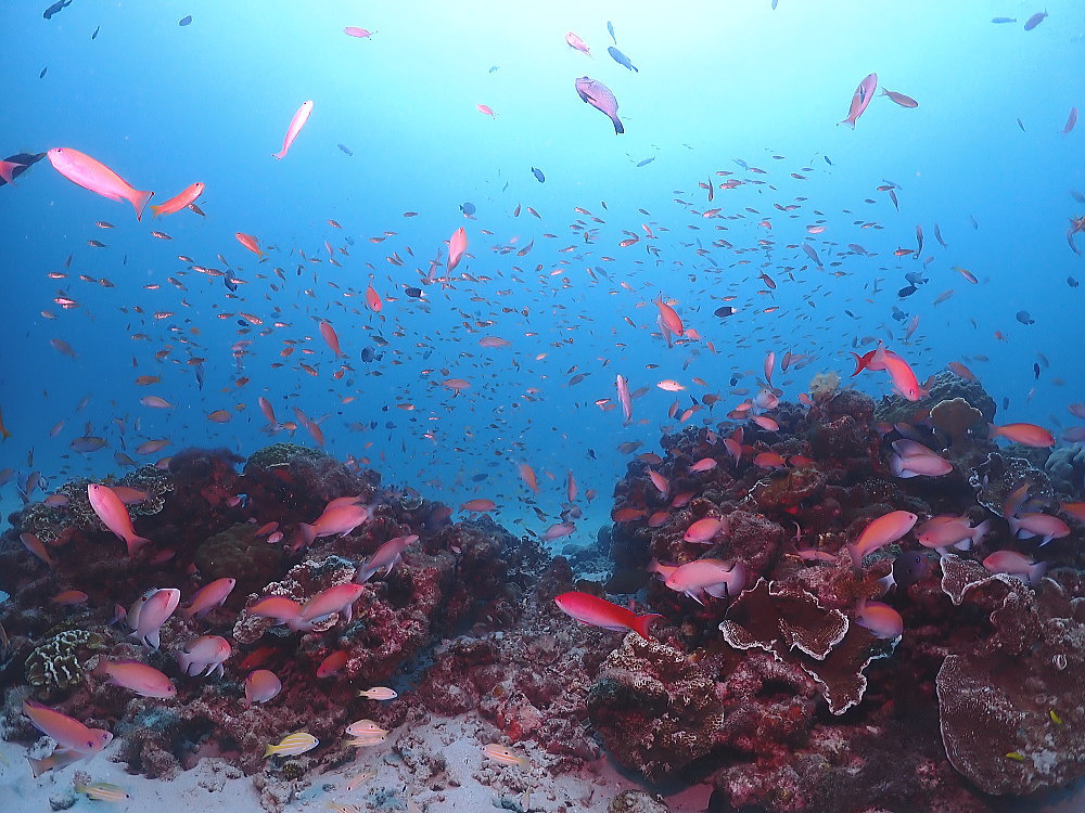 奄美ダイビング