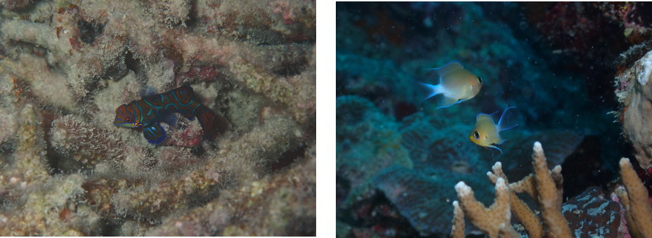 奄美ダイビング