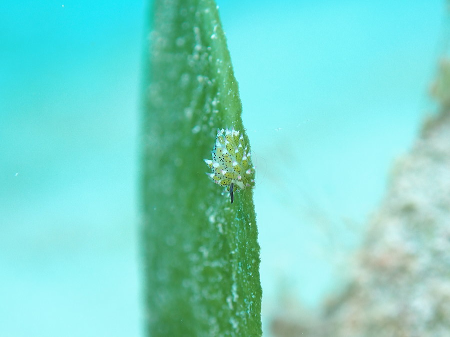 奄美ダイビング