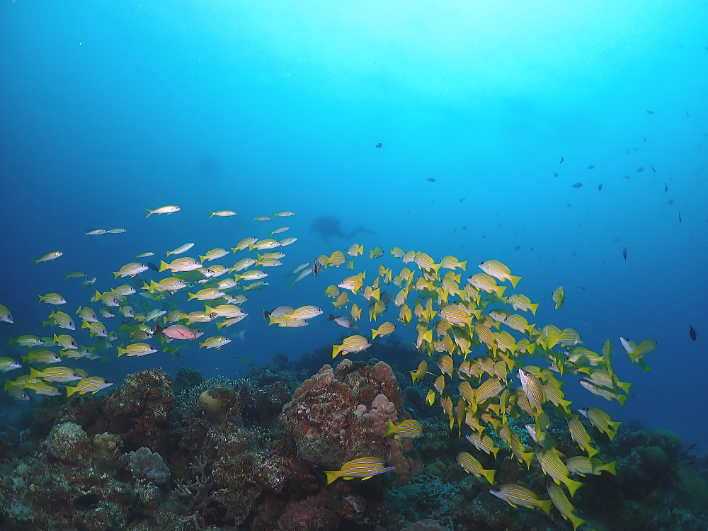 奄美ダイビング