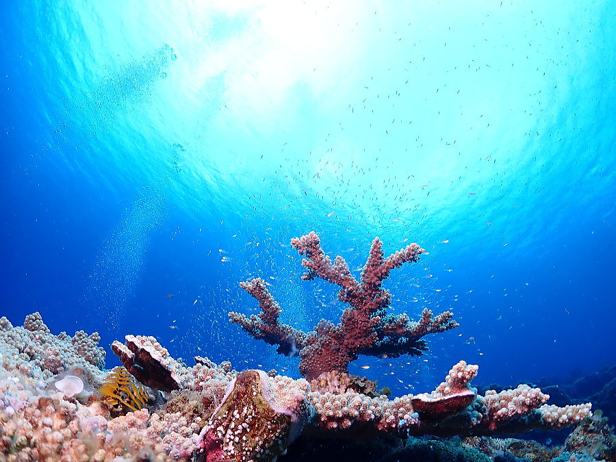 小笠原ダイビング