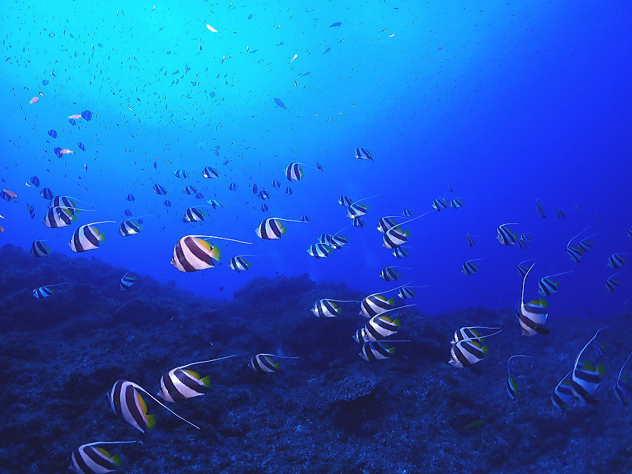 小笠原ダイビング