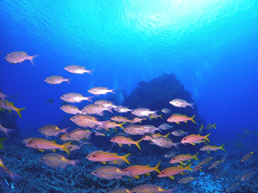 小笠原ダイビング