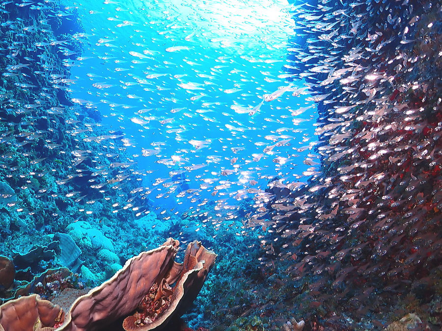 小笠原ダイビング