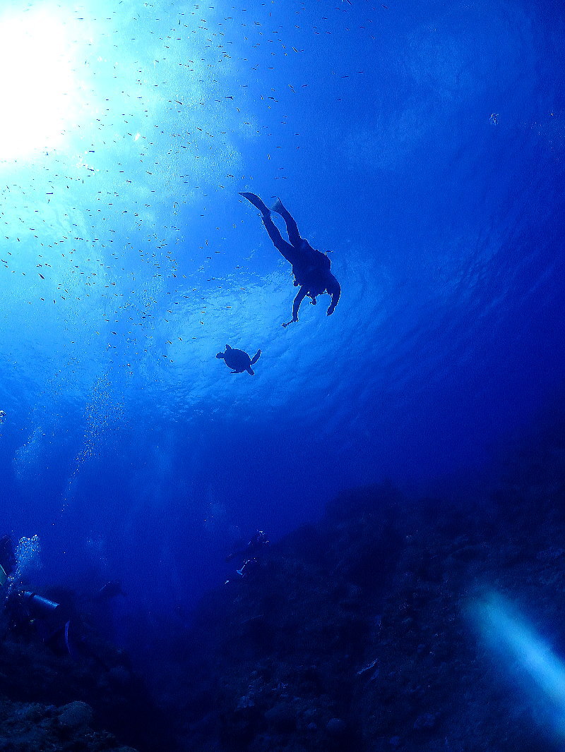 小笠原ダイビング