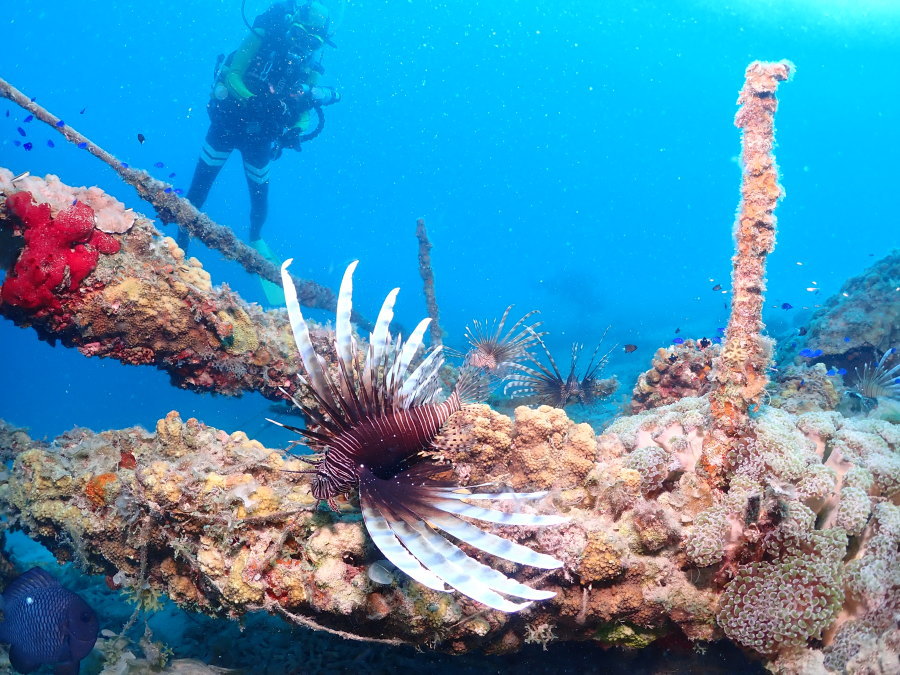 小笠原ダイビング