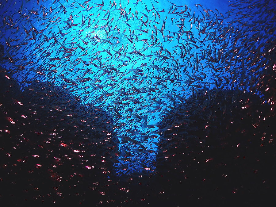 小笠原ダイビング