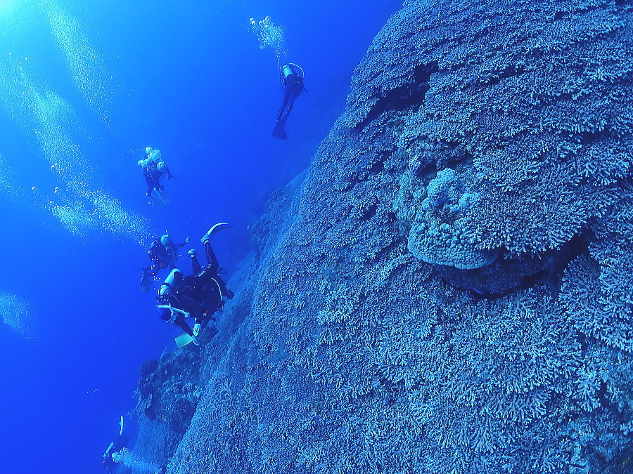 小笠原ダイビング