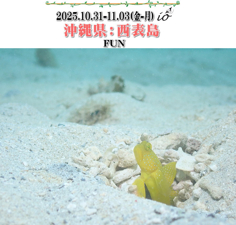 西表島ダイビング