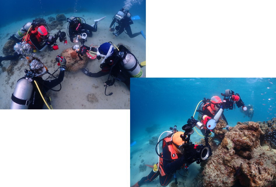 西表島ダイビング