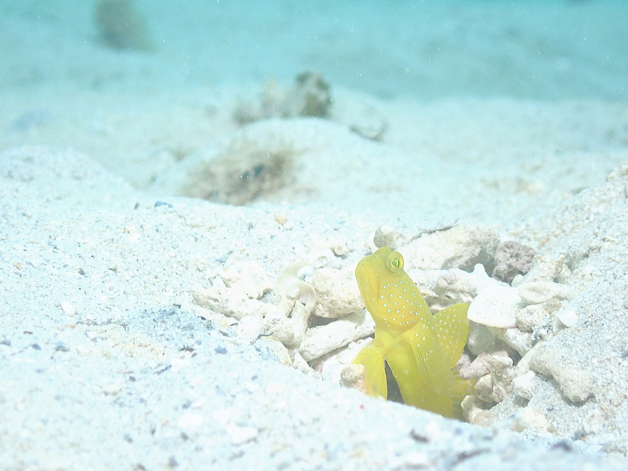 西表島ダイビング