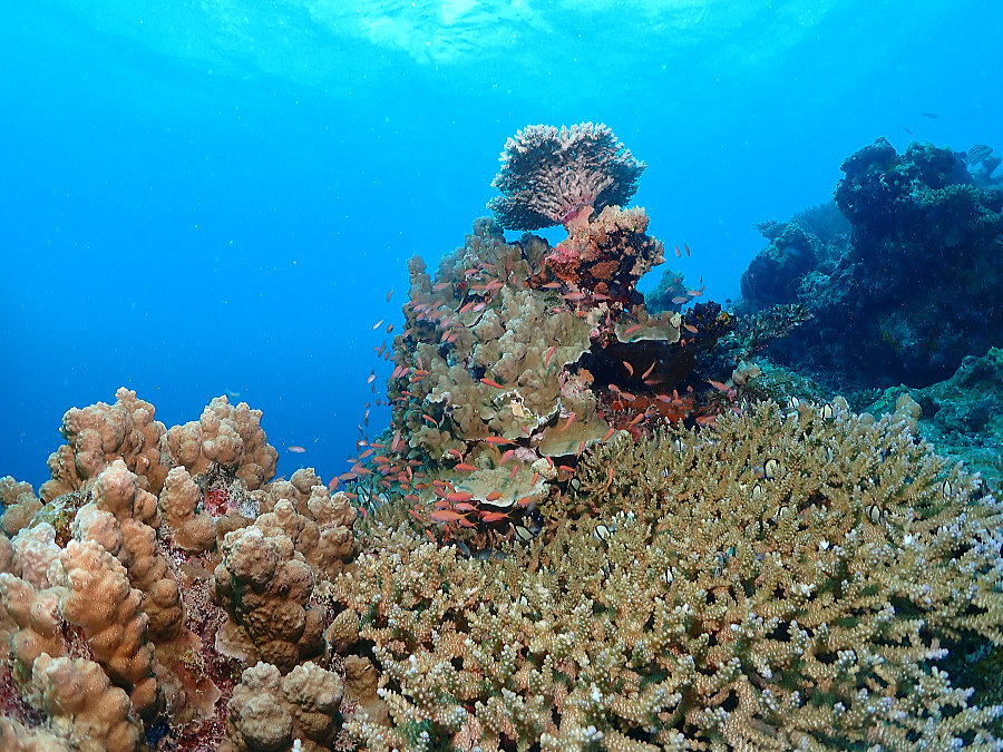 西表島ダイビング