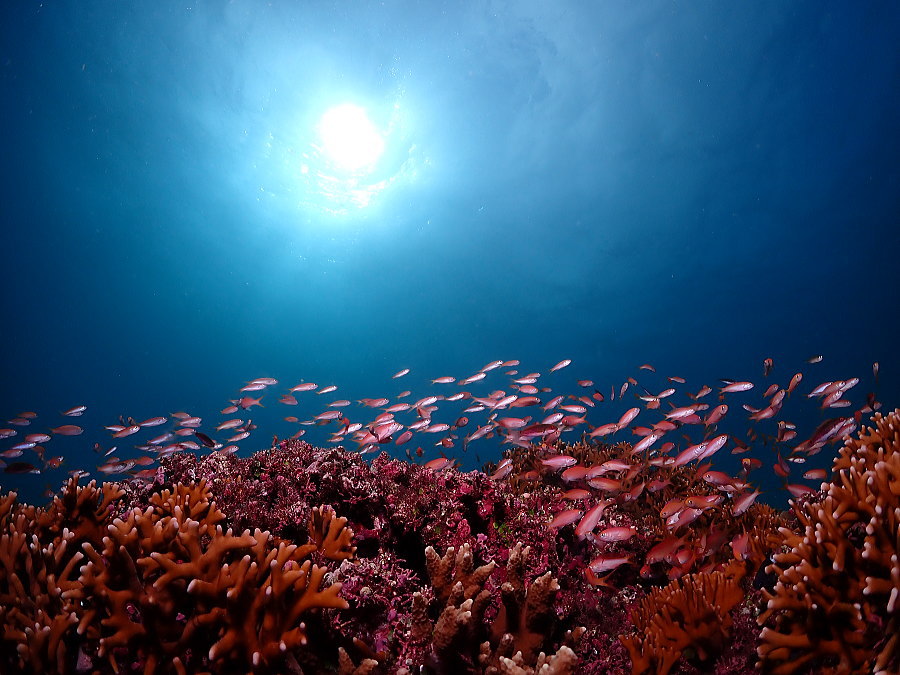 西表島ダイビング