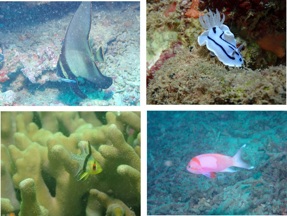 西表島ダイビング