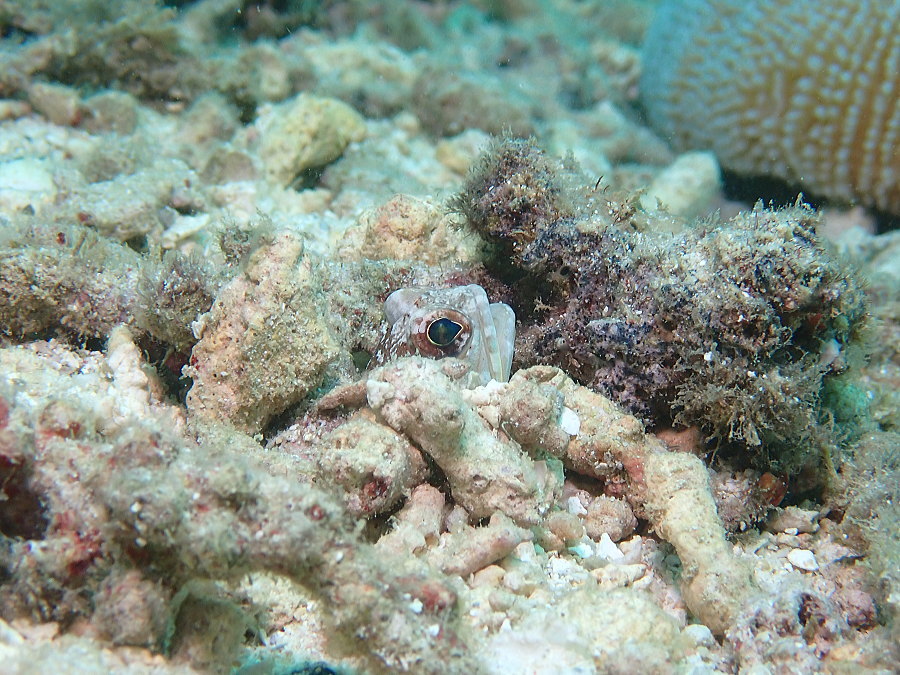 西表島ダイビング