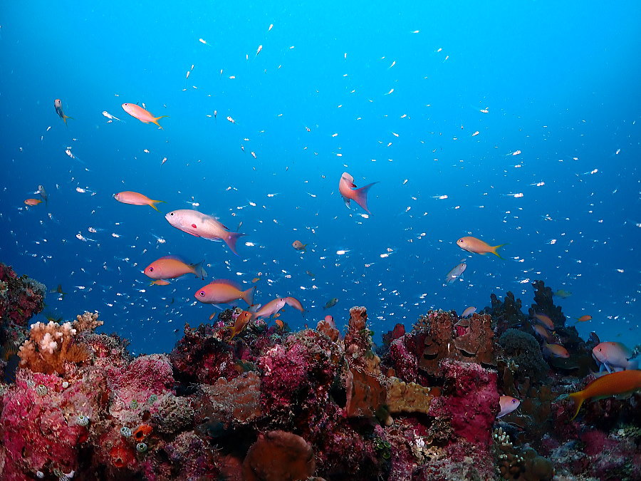 西表島ダイビング