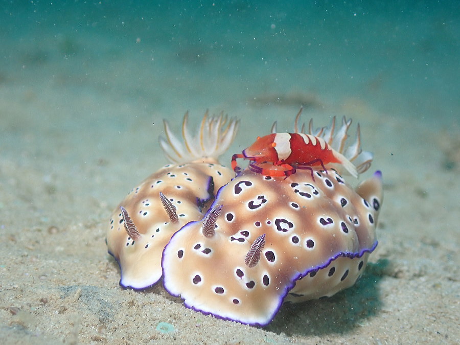 西表島ダイビング