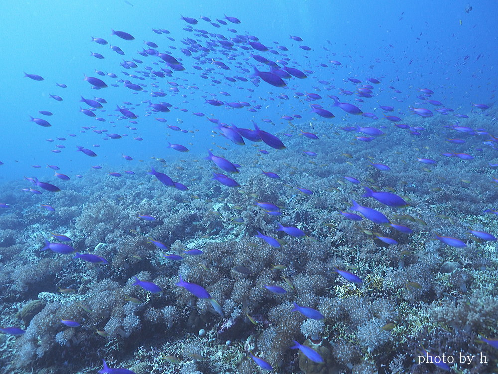 マラパスクアダイビング