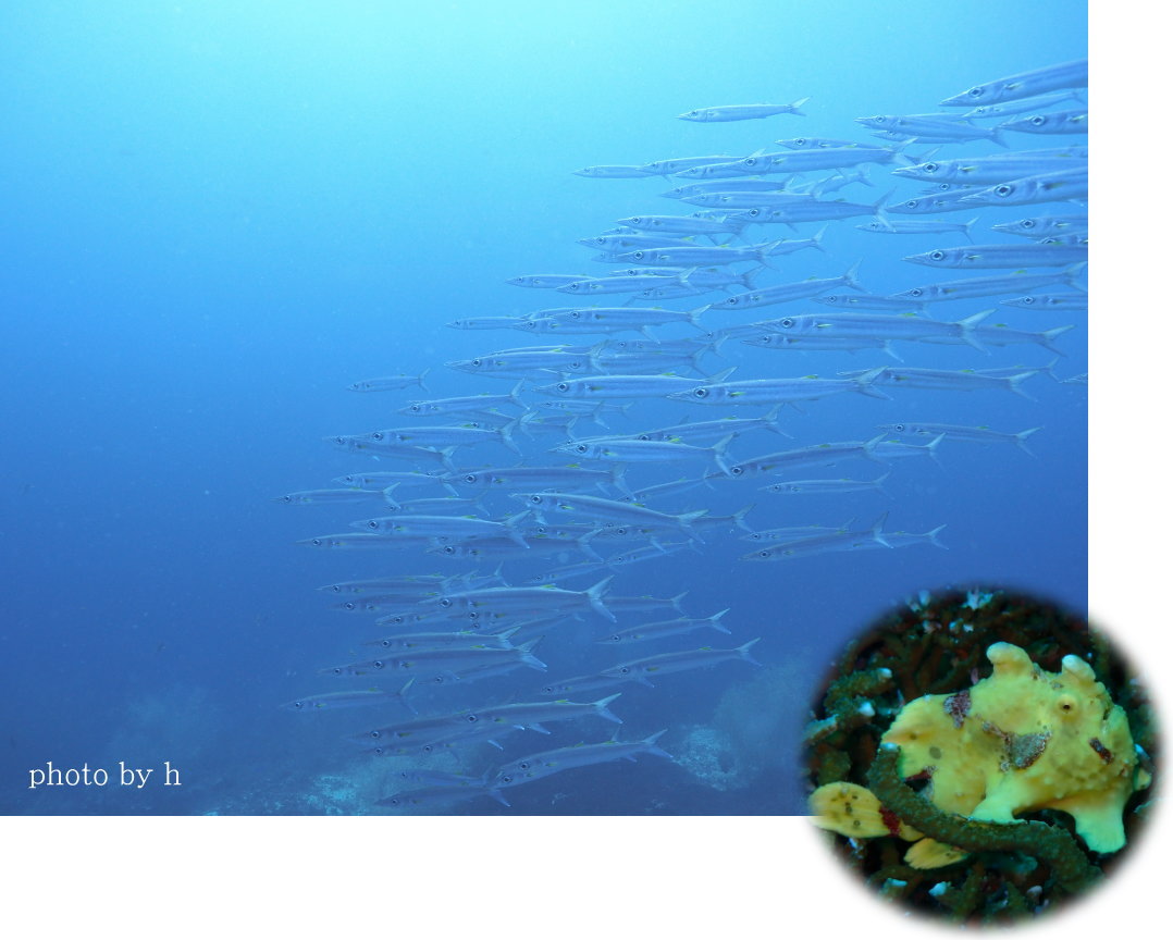 マラパスクアダイビング