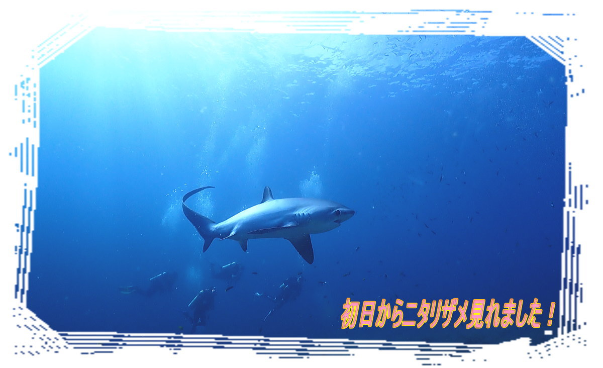 マラパスクアダイビング