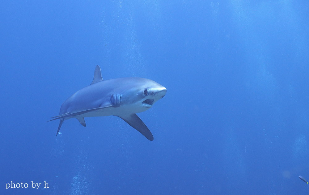 マラパスクアダイビング