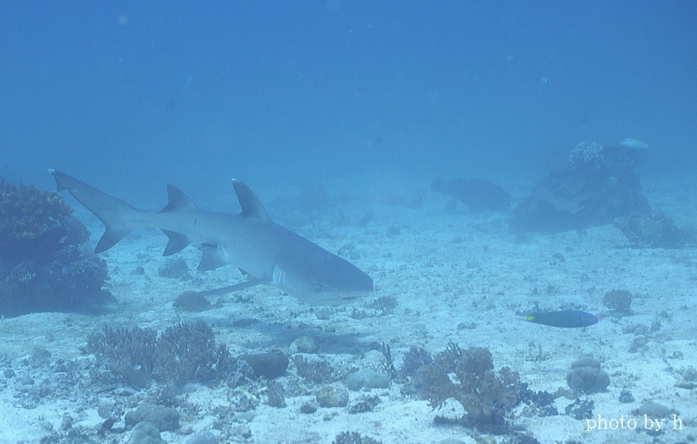 マラパスクアダイビング