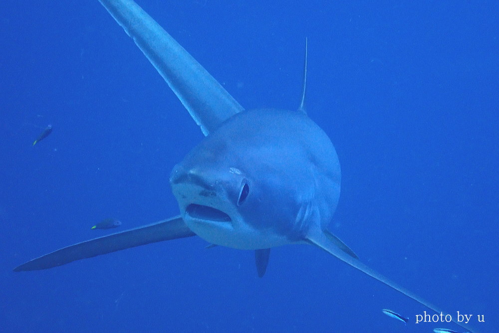 マラパスクアダイビング