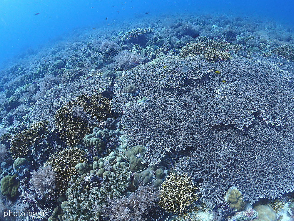 マラパスクアダイビング