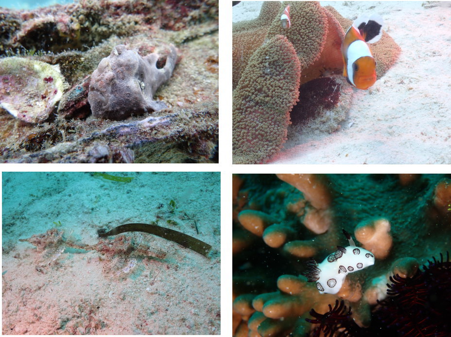 マラパスクアダイビング