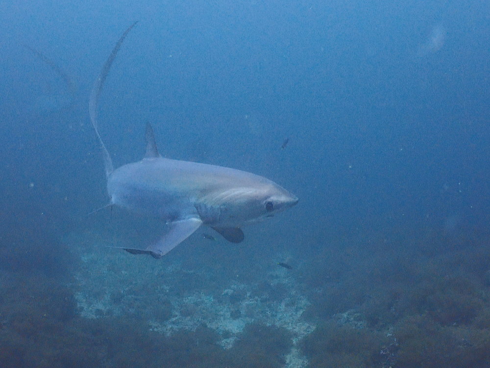 マラパスクアダイビング